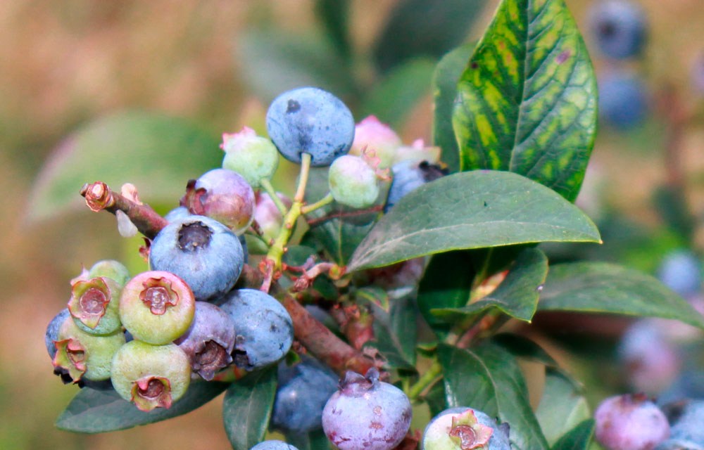 Caréncias del arándano en cultivo