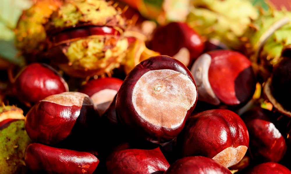 Castaña de Galicia fruto