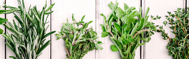 Principales especies de plantas aromáticas