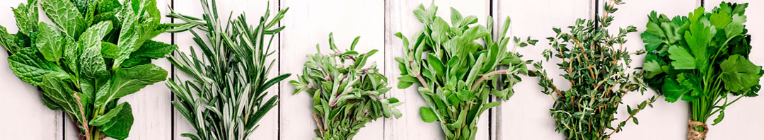 Catálogo de plantas aromáticas y condimentarias