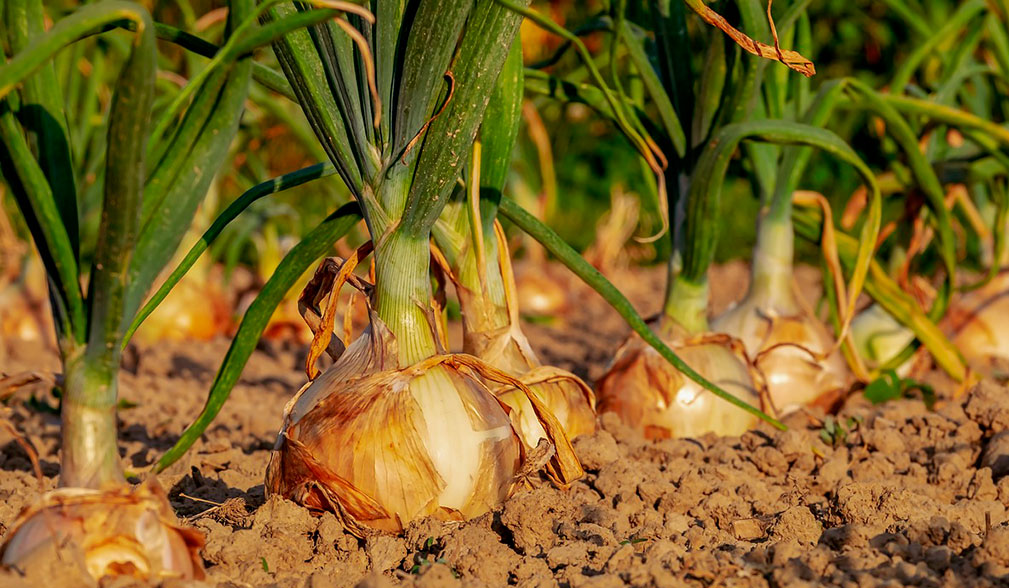 Cebolla en el campo