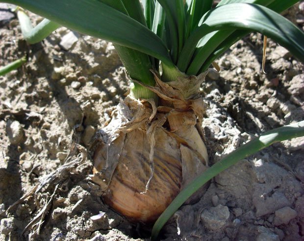 Cebolla con carencia de cobre