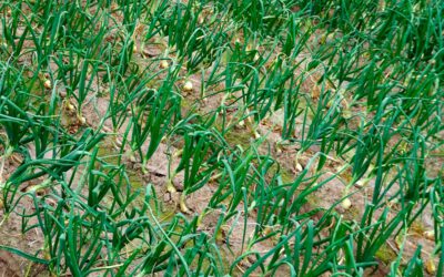 Plagas de la cebolla y calçots