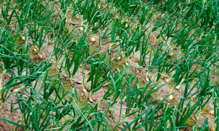 Plagas de la cebolla y calçots