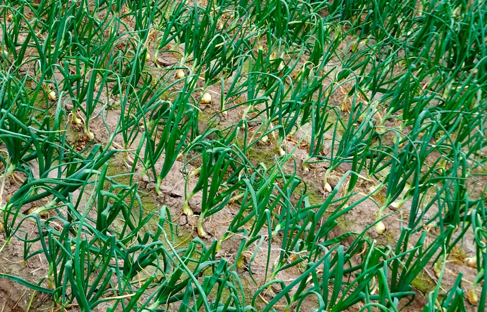 Plagas de la cebolla y calçots