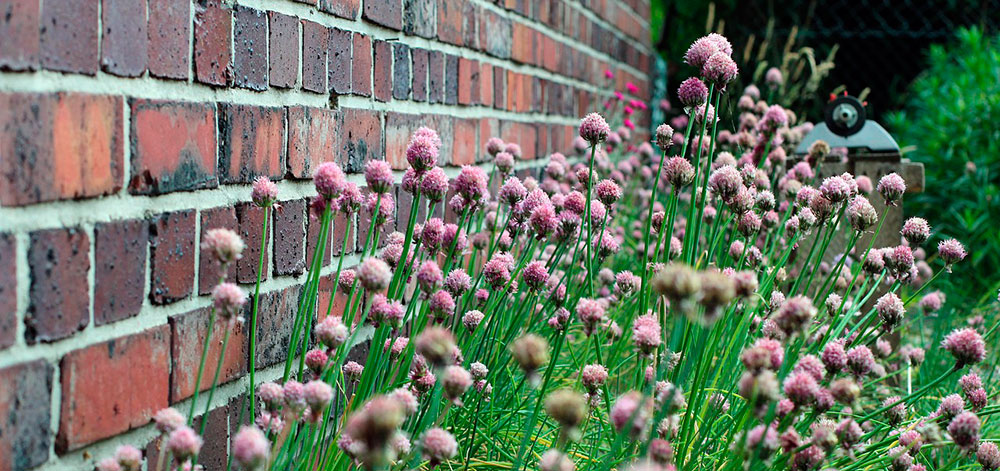 Cebollino en el jardín