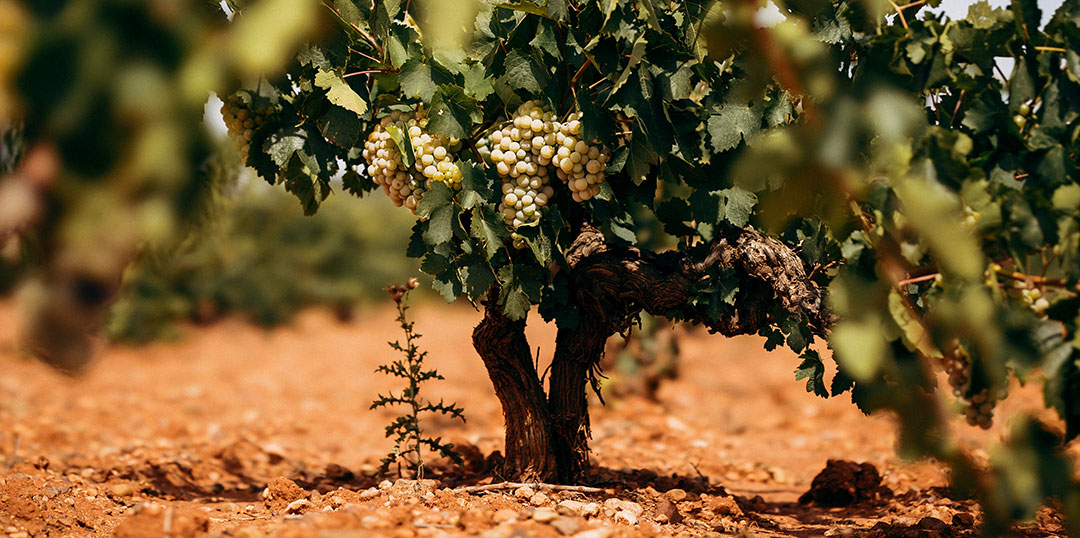 Cepas de la variedad de uva Tardana