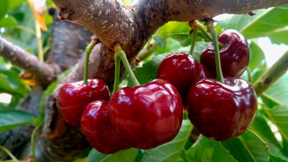 Cereza en árbol