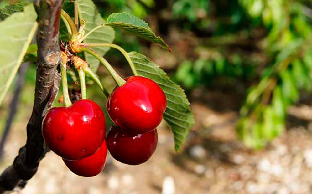 Cerezas en el arbol 21