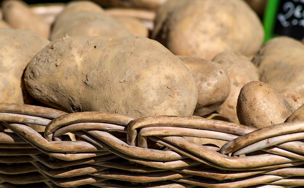 Cesta con patatas recien recolectadas