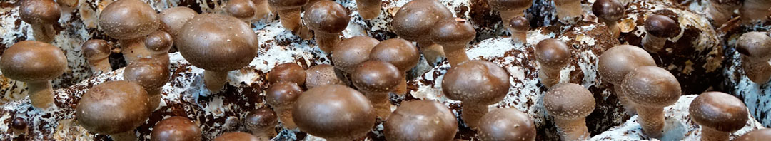 Champiñón portobello en cultivo