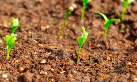 Informe técnico para el cultivo del cilantro