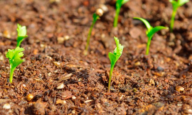 Informe técnico para el cultivo del cilantro