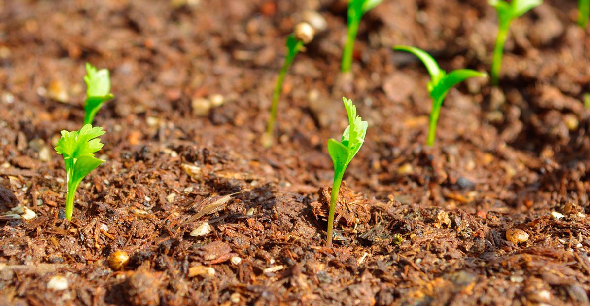 Informe técnico para el cultivo del cilantro