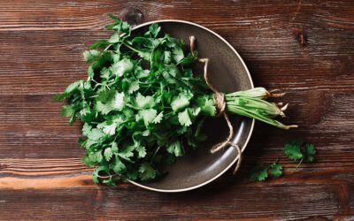 El cilantro como especia