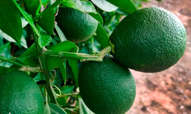 Fisiopatías en naranjas y mandarinas de fruto alargado