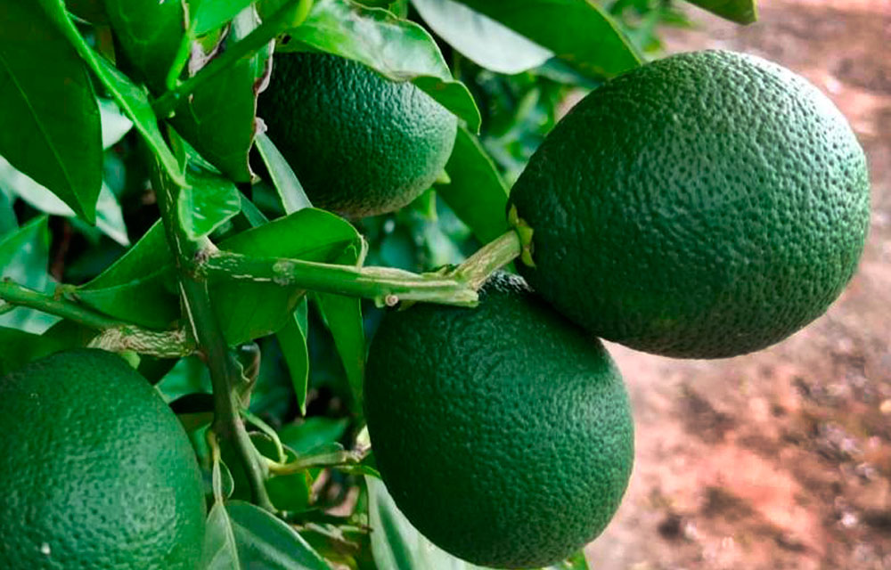 Fisiopatías en naranjas y mandarinas de fruto alargado