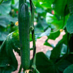 Tipos de pepinos
