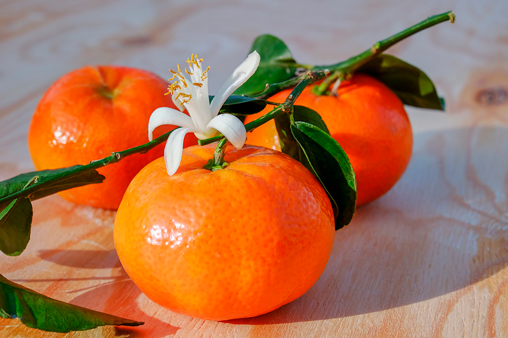 Clementinas de las tierras del Ebro IGP