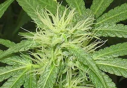 Cultivo de la marihuana en huerto