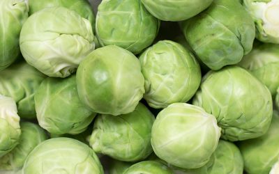 Informe técnico para el cultivo de la col de Bruselas