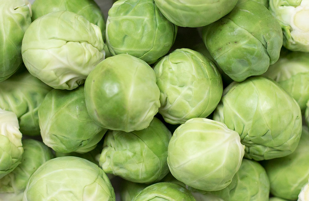 Colaborar con agricultores Asado Informe técnico para el cultivo de la col de Bruselas | El huerto urbano :: El huerto en casa Colaborar con agricultores Asado Informe técnico para el cultivo de la col de Bruselas | El huerto urbano :: El huerto en casa