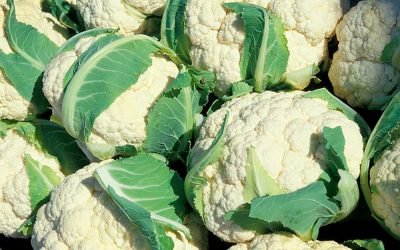 Informe técnico para el cultivo de la coliflor