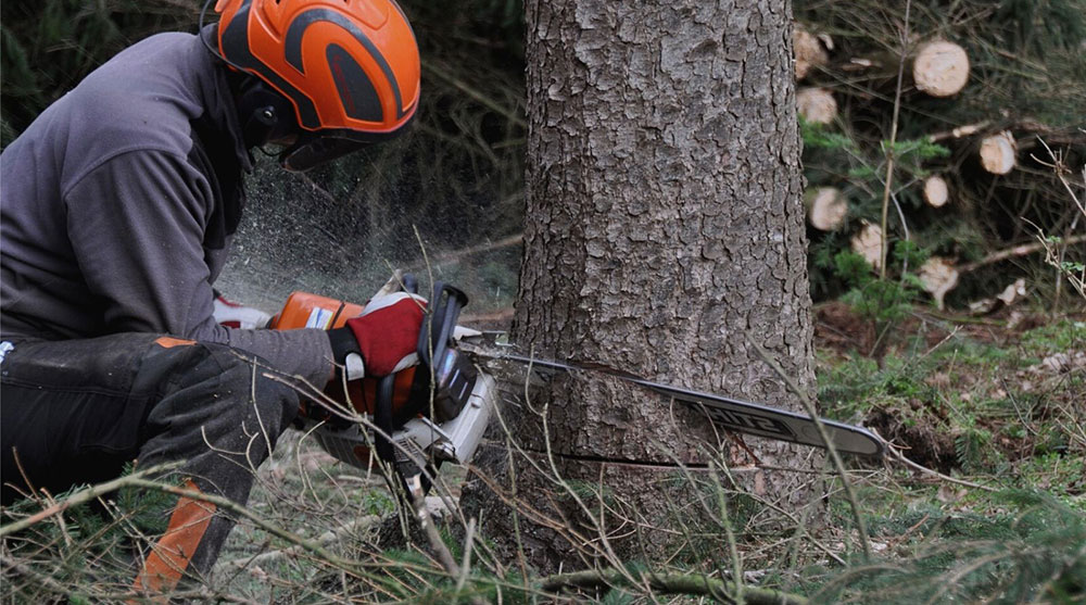 Cortar un árbol con motosierra