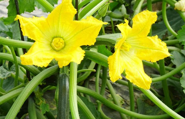 Bioestimulantes para floración y cuajado de frutos