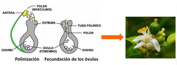 Bioestimulantes para floración y cuajado de frutos