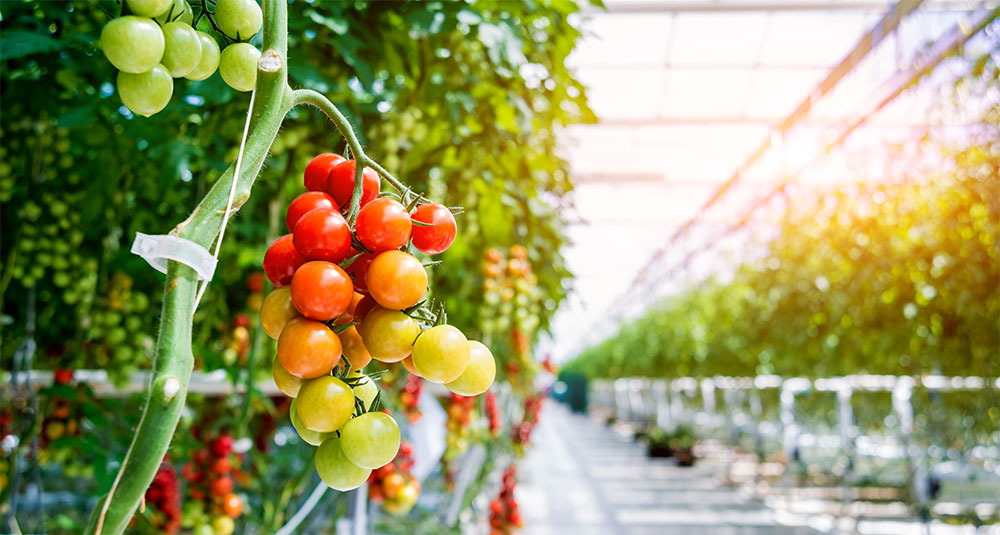 Cuajado de frutos de tomates