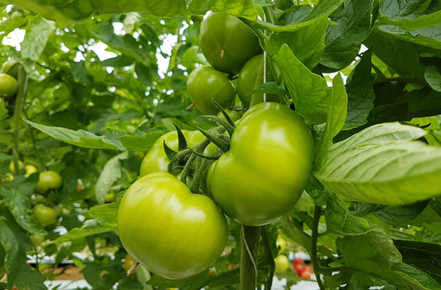 Bioestimulantes para floración y cuajado de frutos