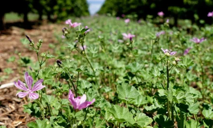 Investigaciones sobre la agricultura regenerativa