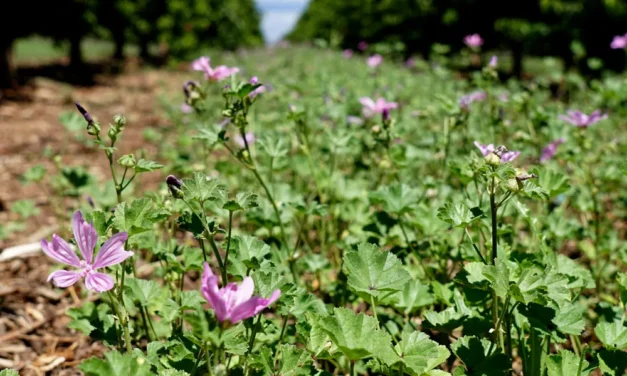 Investigaciones sobre la agricultura regenerativa
