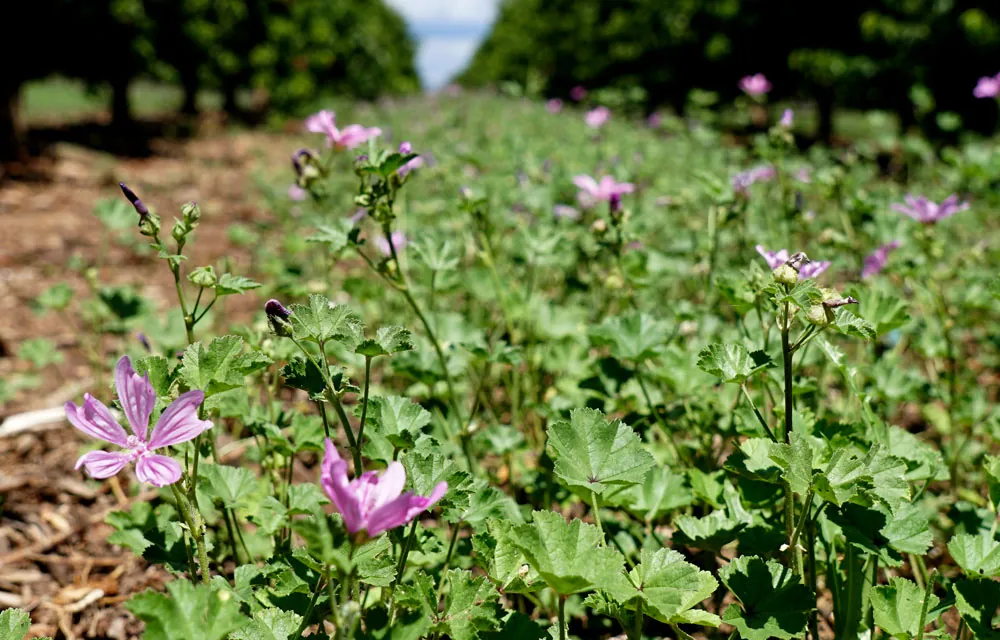 Investigaciones sobre la agricultura regenerativa