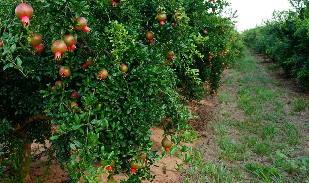 Cubiertas vegetales en agricultura