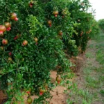 Cubiertas vegetales en agricultura
