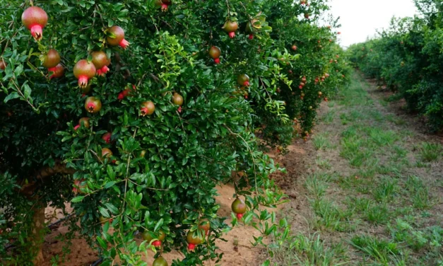 Cubiertas vegetales en agricultura