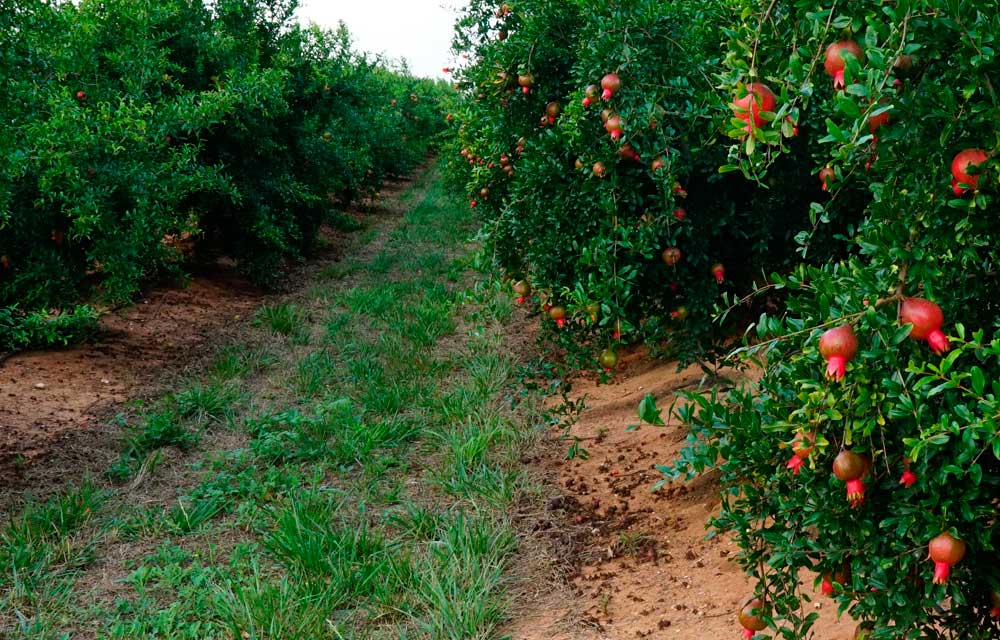 La agricultura y la erosión del suelo