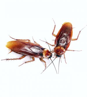 Cucarachas