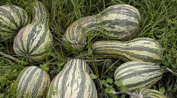 Cucurbita argyrosperma Huber