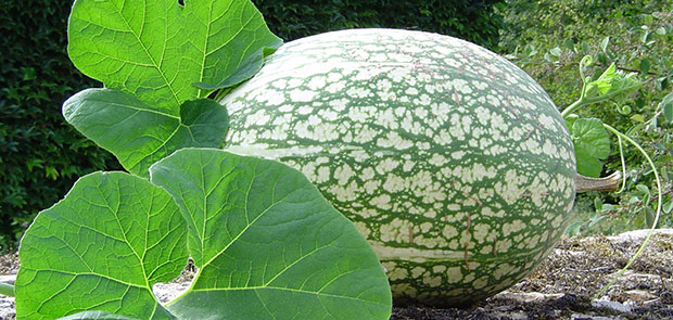 Cucurbita ficifolia Bouché