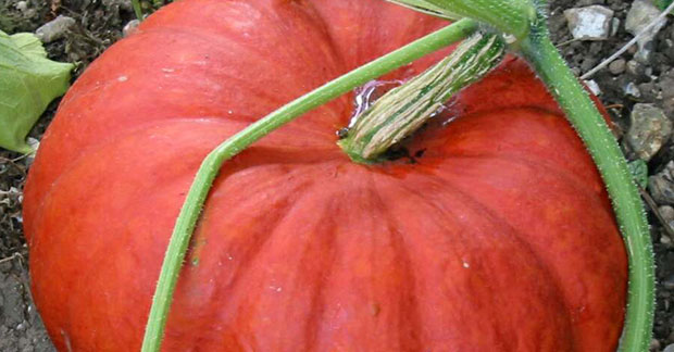 Calabaza Cucurbita maxima Duchesne