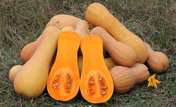 Calabaza Cucurbita moschata Duchesne