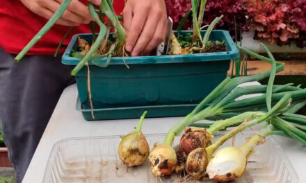 Cómo cultivar tus cebollas sin semilla en jardineras