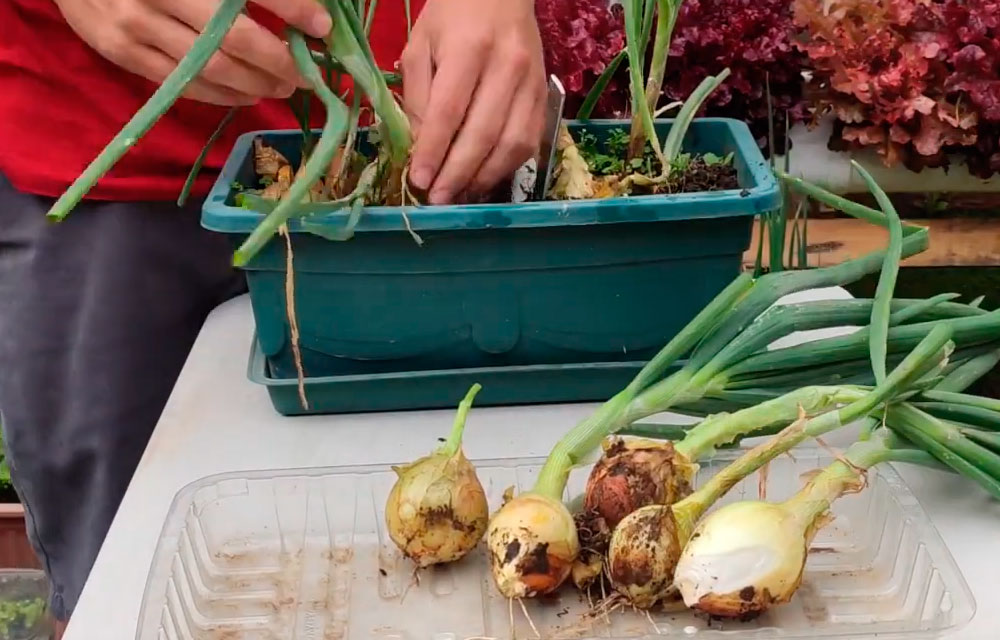 Cómo cultivar tus cebollas sin semilla en jardineras