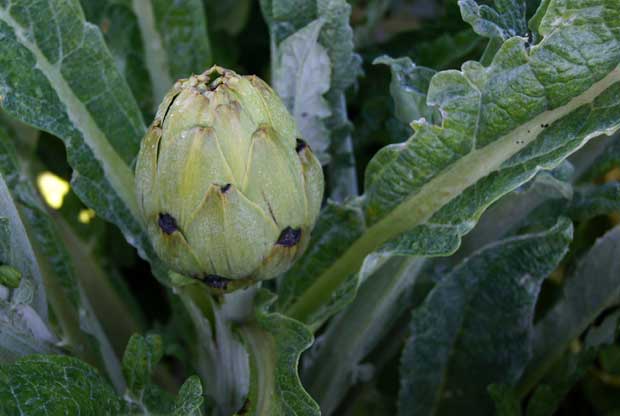 El cultivo de la alcachofa