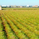 Cultivo de la chufa de Valencia