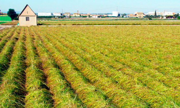 Cultivo de la chufa de Valencia