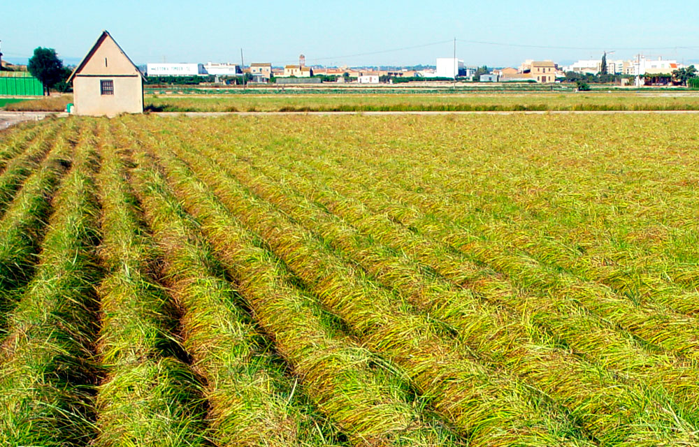 Cultivo de la chufa de Valencia